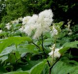 Filipendula camtschatica