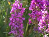 Lythrum salicaria