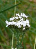 Achillea apiculata. Верхушка растения с соцветием. Видны тёмно-бурая кайма листочков обёрток и шерстистое опушение, закрывающее основание корзинок. Мурманская обл., Североморский р-н, окр. пос. Росляково, обочина дороги. 20.07.2009.