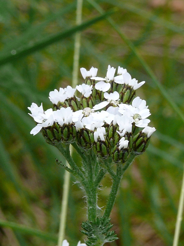 Изображение особи Achillea apiculata.