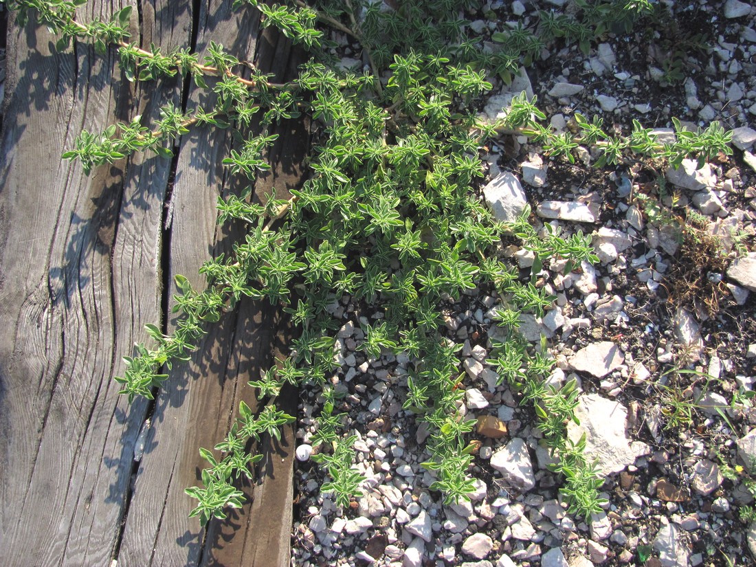 Image of Amaranthus blitoides specimen.