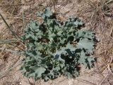 Eryngium maritimum. Вегетирующее растение. Украина, Запорожская обл., Бердянский р-н, г. Бердянск, Бердянская коса, прибрежная зона. 01.08.2014.