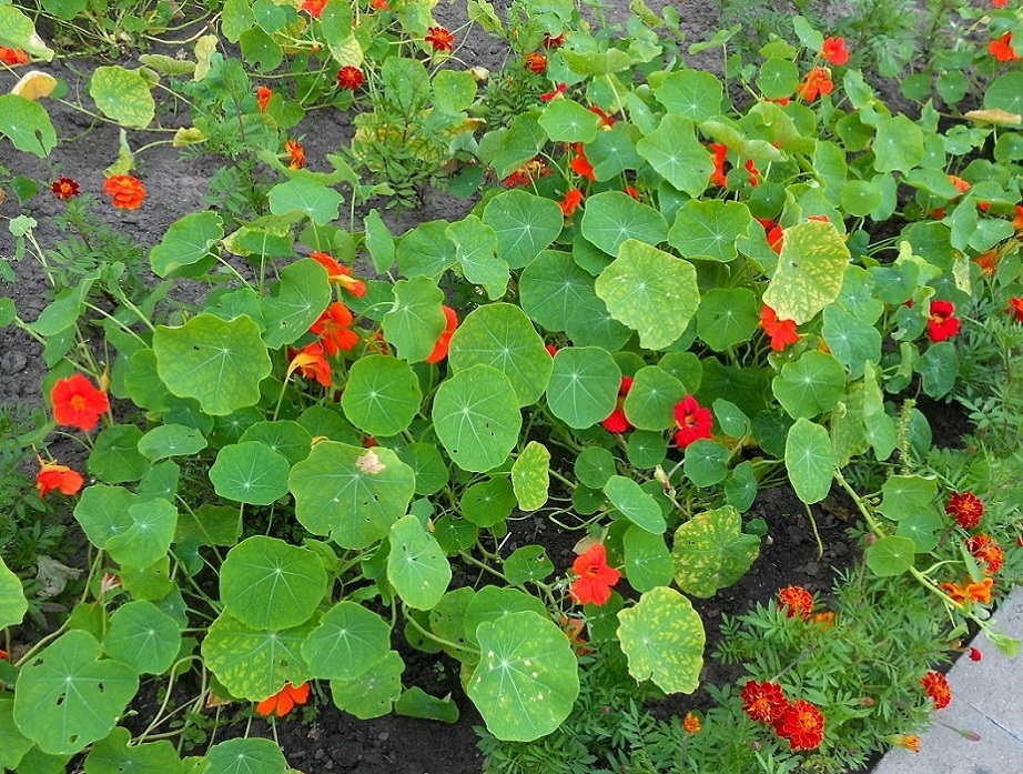 Image of Tropaeolum majus specimen.