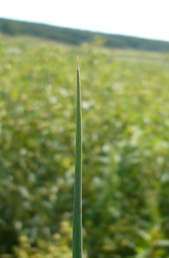 Изображение особи Schoenoplectus lacustris.