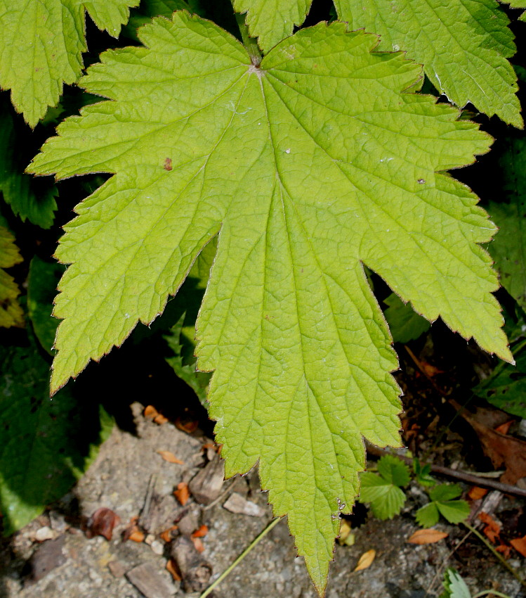 Изображение особи Anemone hupehensis.