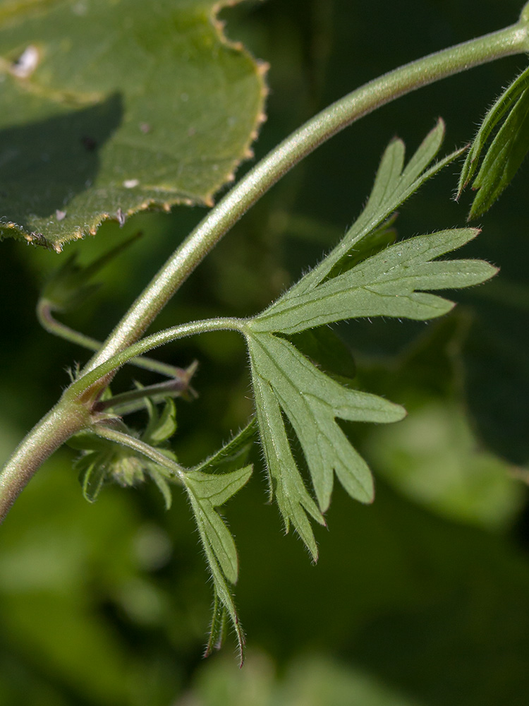 Изображение особи Geranium pusillum.