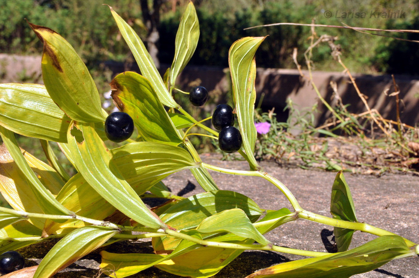 Image of Disporum smilacinum specimen.