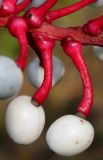 Actaea pachypoda. Плоды средней части соплодия. Германия, г. Крефельд, Ботанический сад. 06.09.2014.