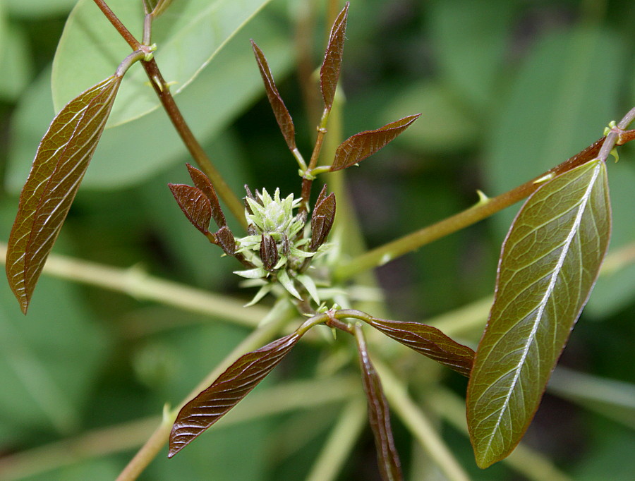 Image of Erythrina crista-galli specimen.