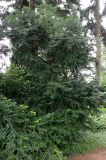 Cephalotaxus harringtonia variety drupacea. Вегетирующее растение. Германия, г. Крефельд, Ботанический сад. 06.09.2014.