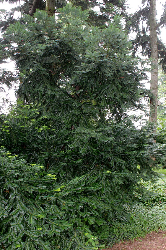 Image of Cephalotaxus harringtonia var. drupacea specimen.