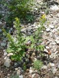 Solidago virgaurea subspecies taurica. Цветущее растение. Крым, Ялта, ущелье Уч-кош. 05.08.2009.