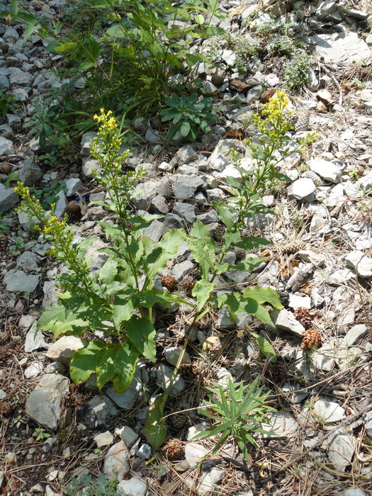 Изображение особи Solidago virgaurea ssp. taurica.