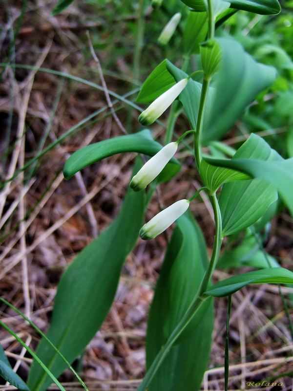 Изображение особи Polygonatum odoratum.