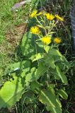 Inula helenium