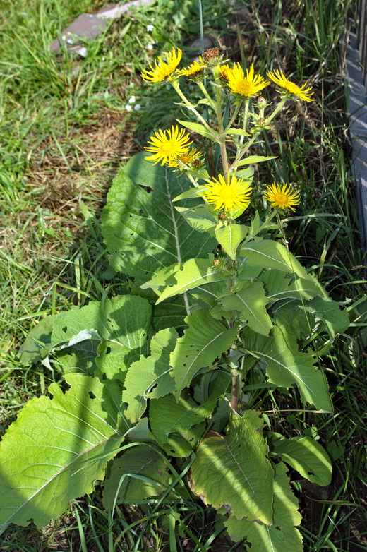 Image of Inula helenium specimen.