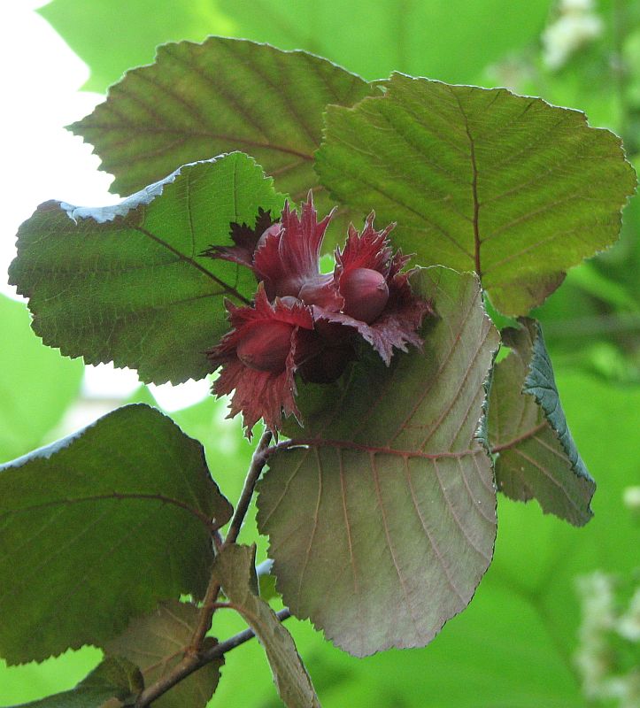 Image of Corylus maxima specimen.