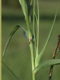 Tragopogon подвид major