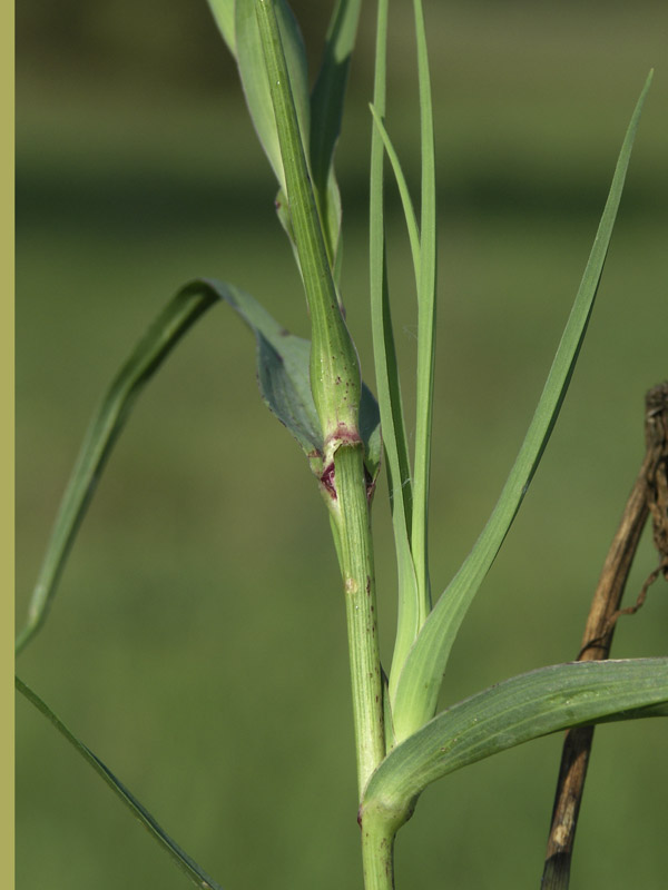 Image of Tragopogon dubius ssp. major specimen.