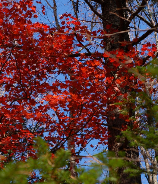 Image of Acer pseudosieboldianum specimen.