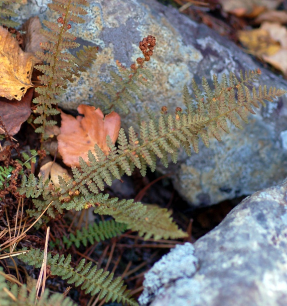 Image of Dryopteris fragrans specimen.