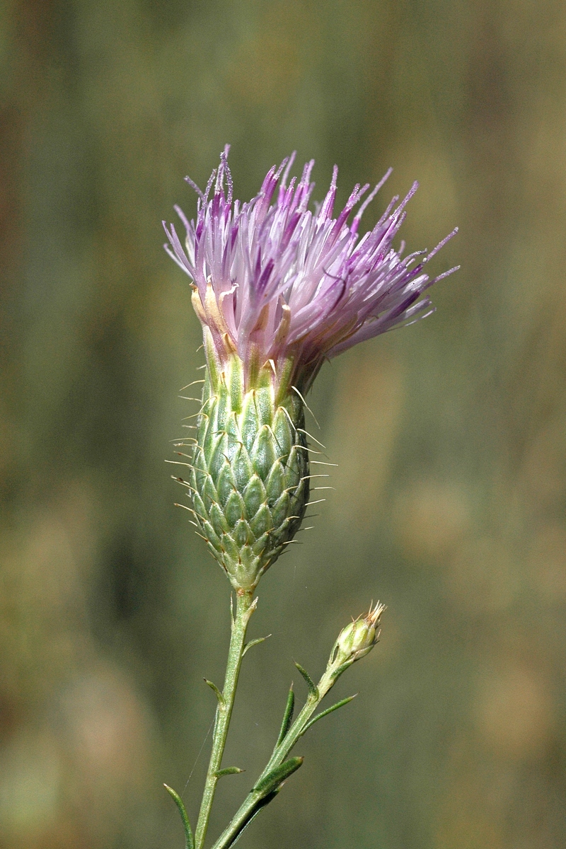 Image of Klasea sogdiana specimen.