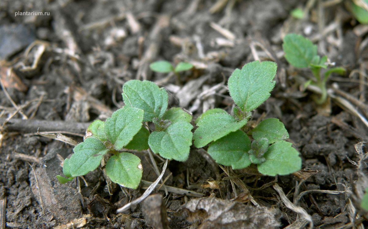 Image of Verbena officinalis specimen.