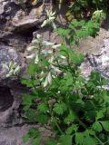 Fumaria capreolata