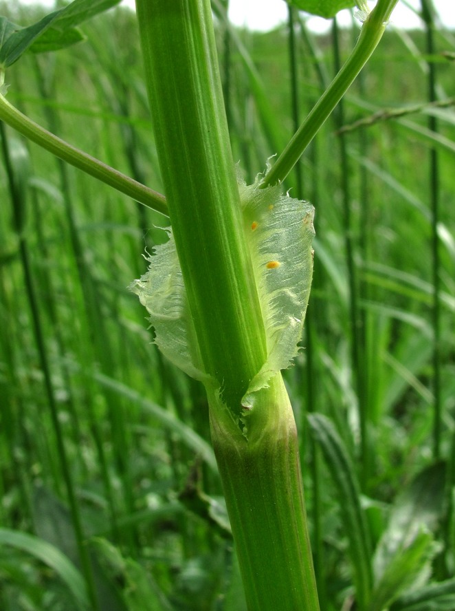 Image of Thalictrum flavum specimen.