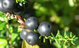 Empetrum nigrum. Зрелые плоды. Архангельская обл., Приморский р-н. Конец августа.