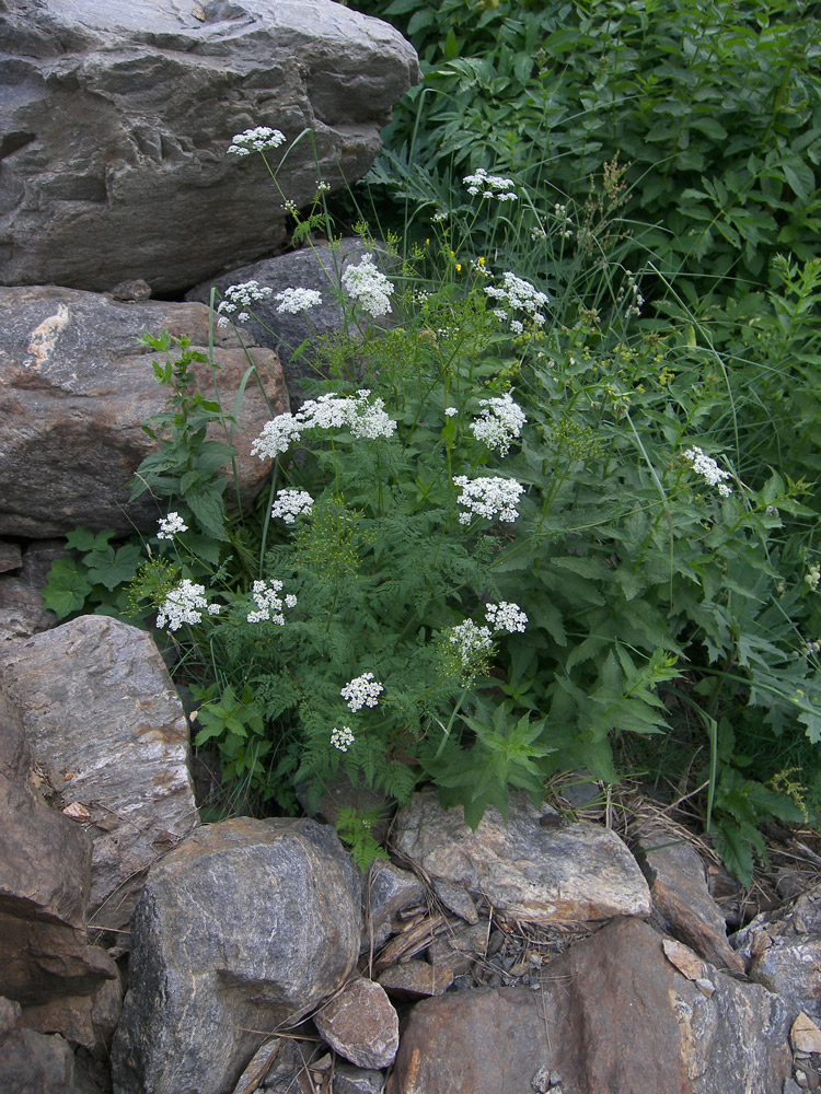 Изображение особи Chaerophyllum aureum.