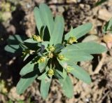 Euphorbia rapulum