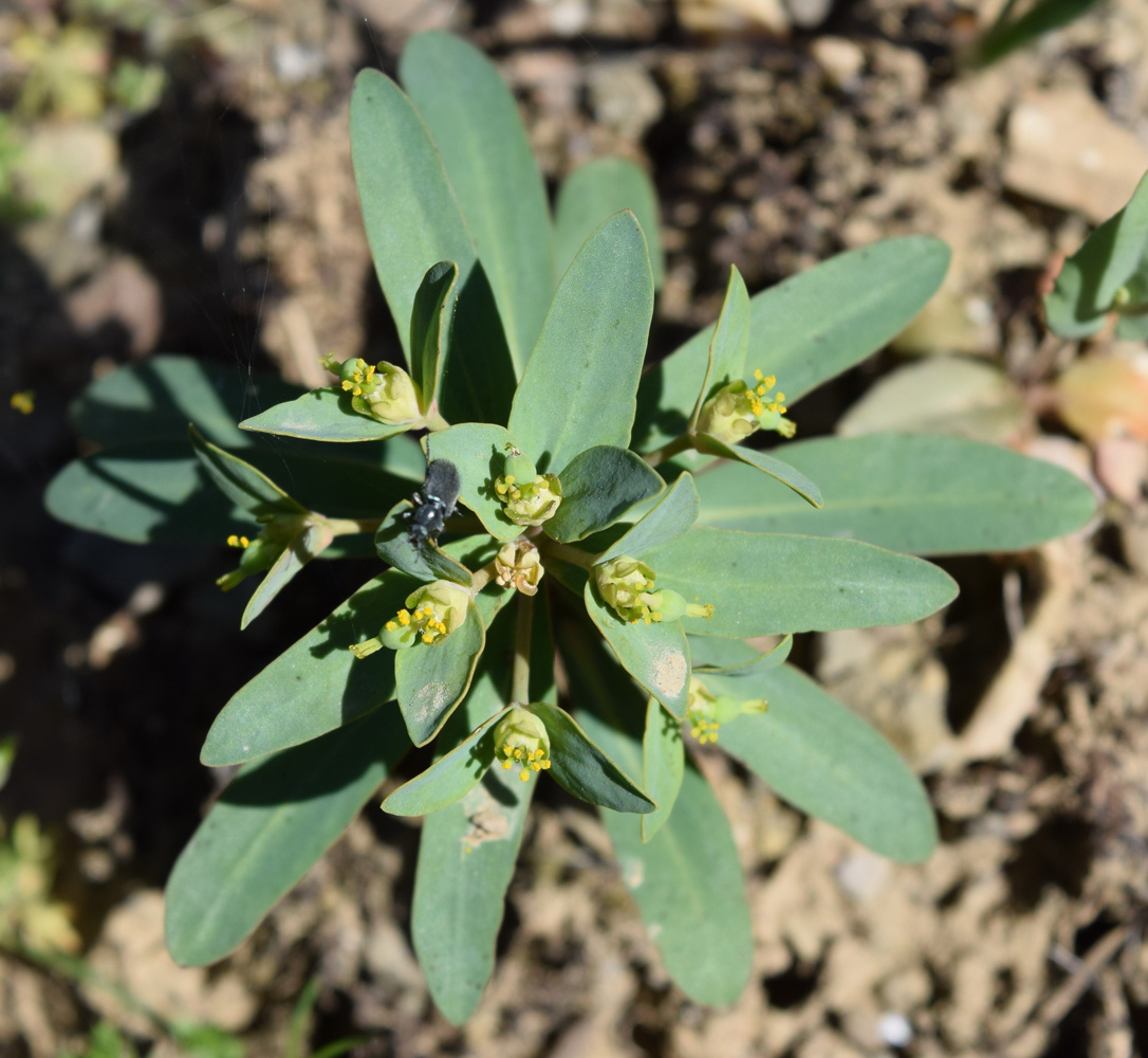 Изображение особи Euphorbia rapulum.