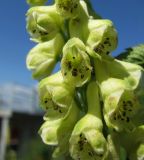 Aconitum barbatum. Часть соцветия. Иркутская обл., пос. Листвянка, берег оз. Байкал. 22.07.2014.