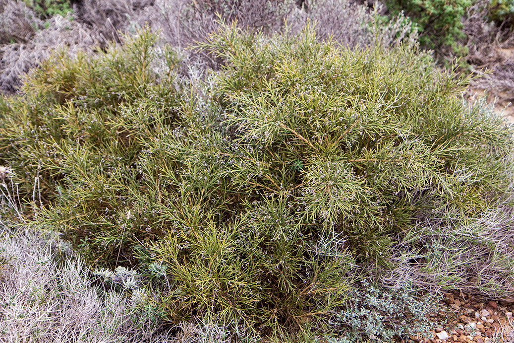 Image of Genista acanthoclada specimen.