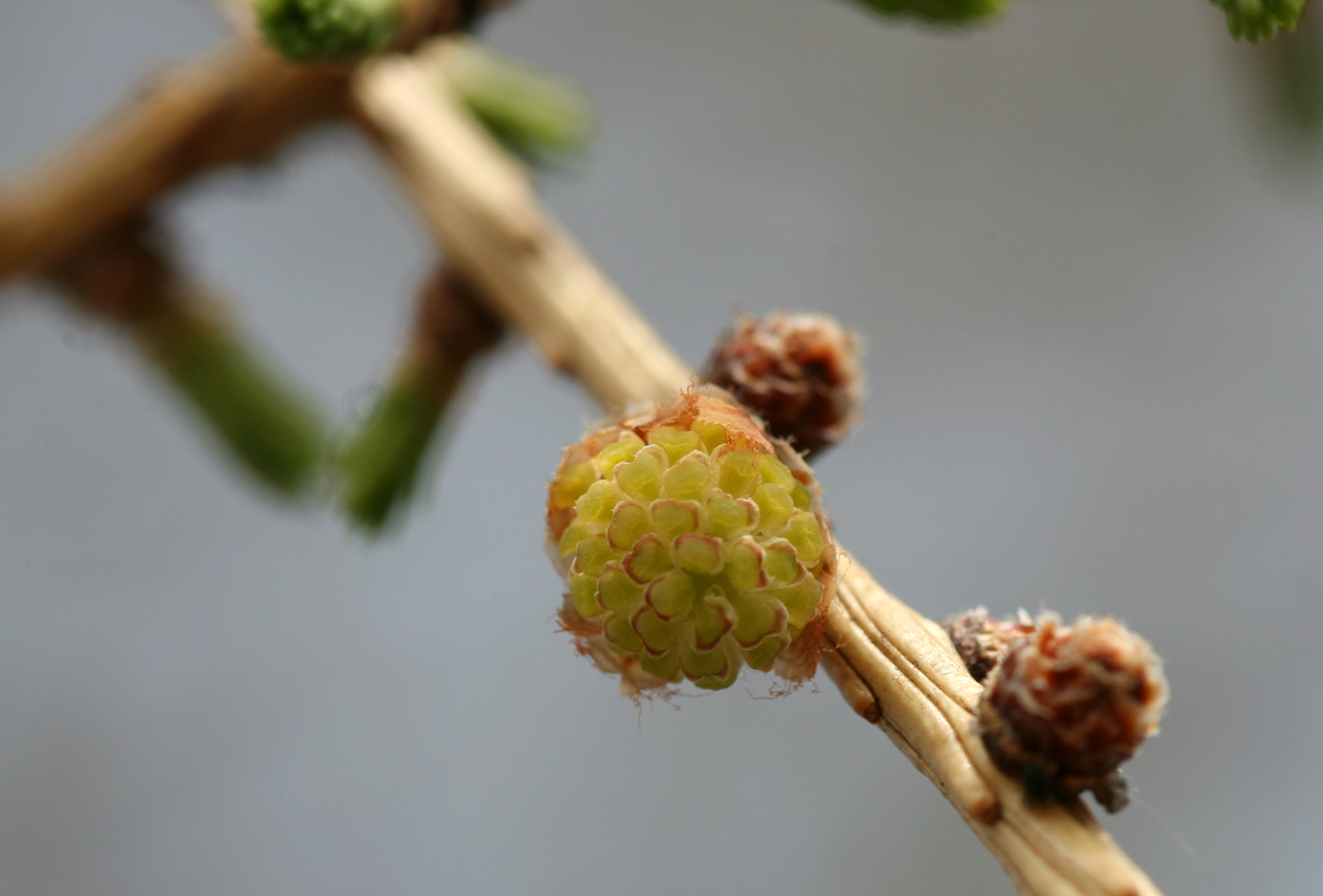 Image of Larix sibirica specimen.