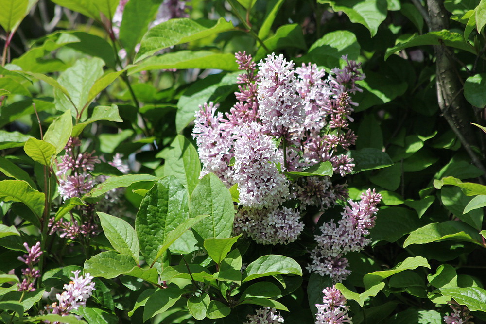 Изображение особи Syringa josikaea.