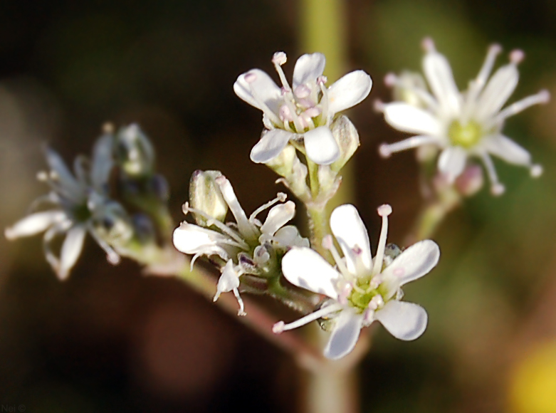 Image of Gypsophila altissima specimen.