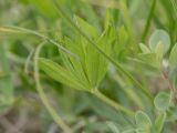 Trifolium polyphyllum. Часть побега. Адыгея, Майкопский р-н, плато Лаго-Наки, хр. Каменное море. 19.07.2015.