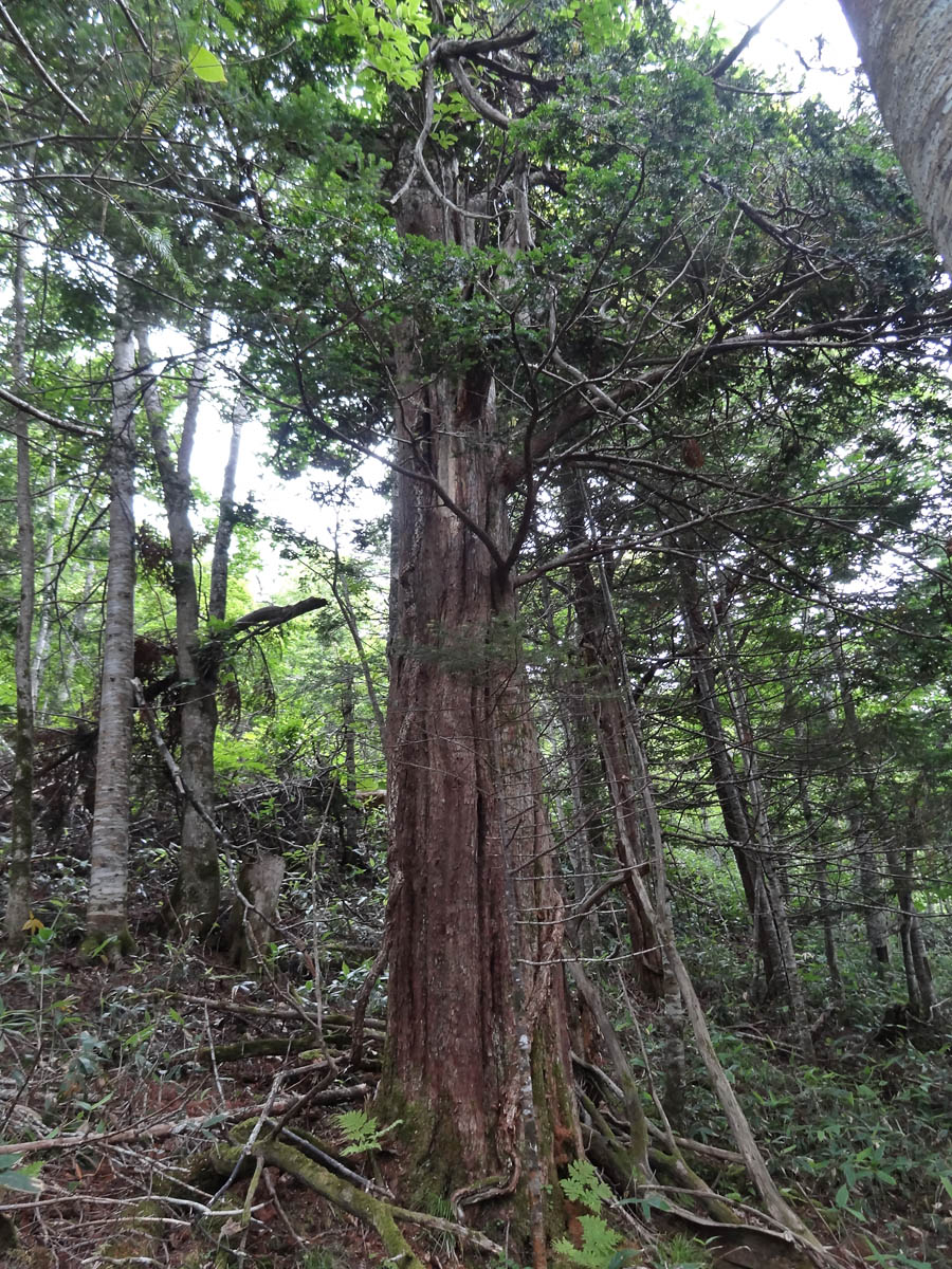 Image of Taxus cuspidata specimen.