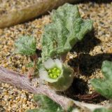 Neurada procumbens