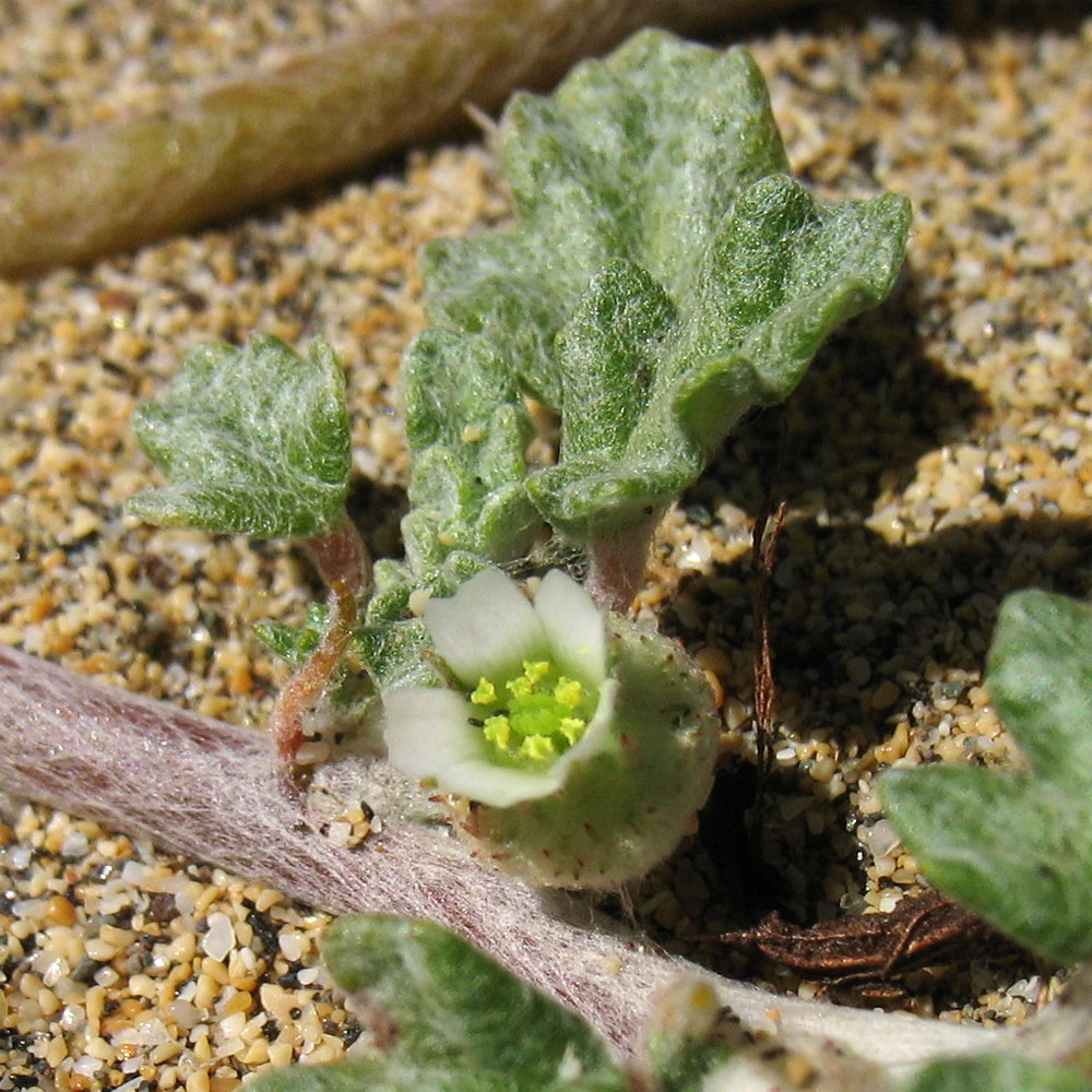 Изображение особи Neurada procumbens.