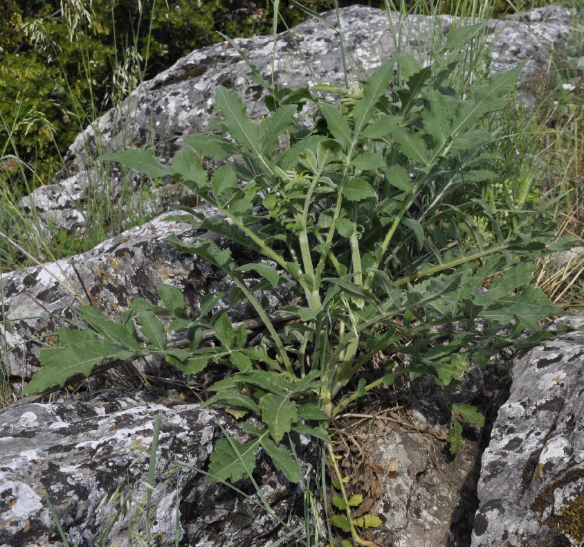 Image of Cephalaria ambrosioides specimen.