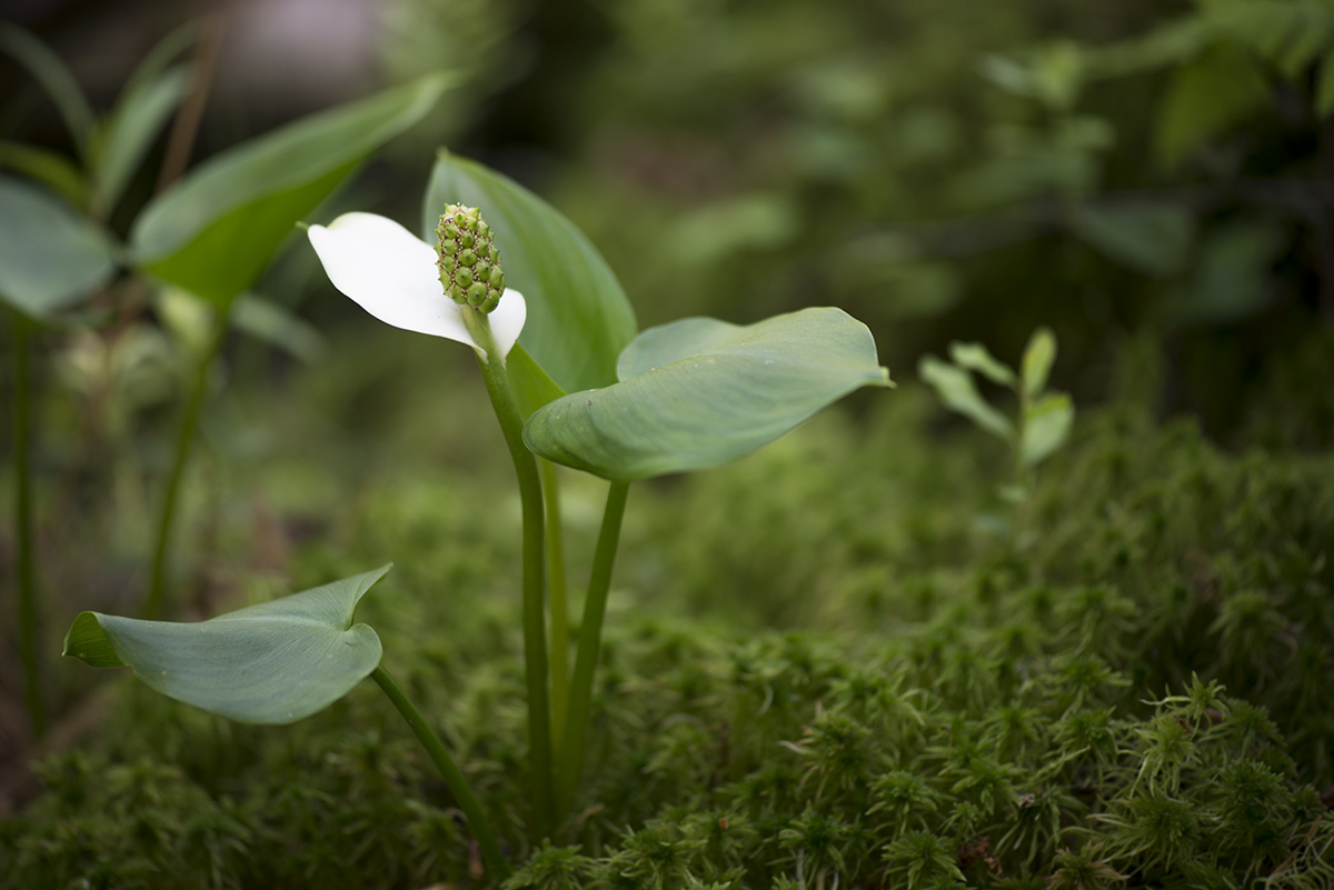 Изображение особи Calla palustris.