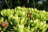 Heracleum sibiricum