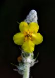 Verbascum gnaphalodes