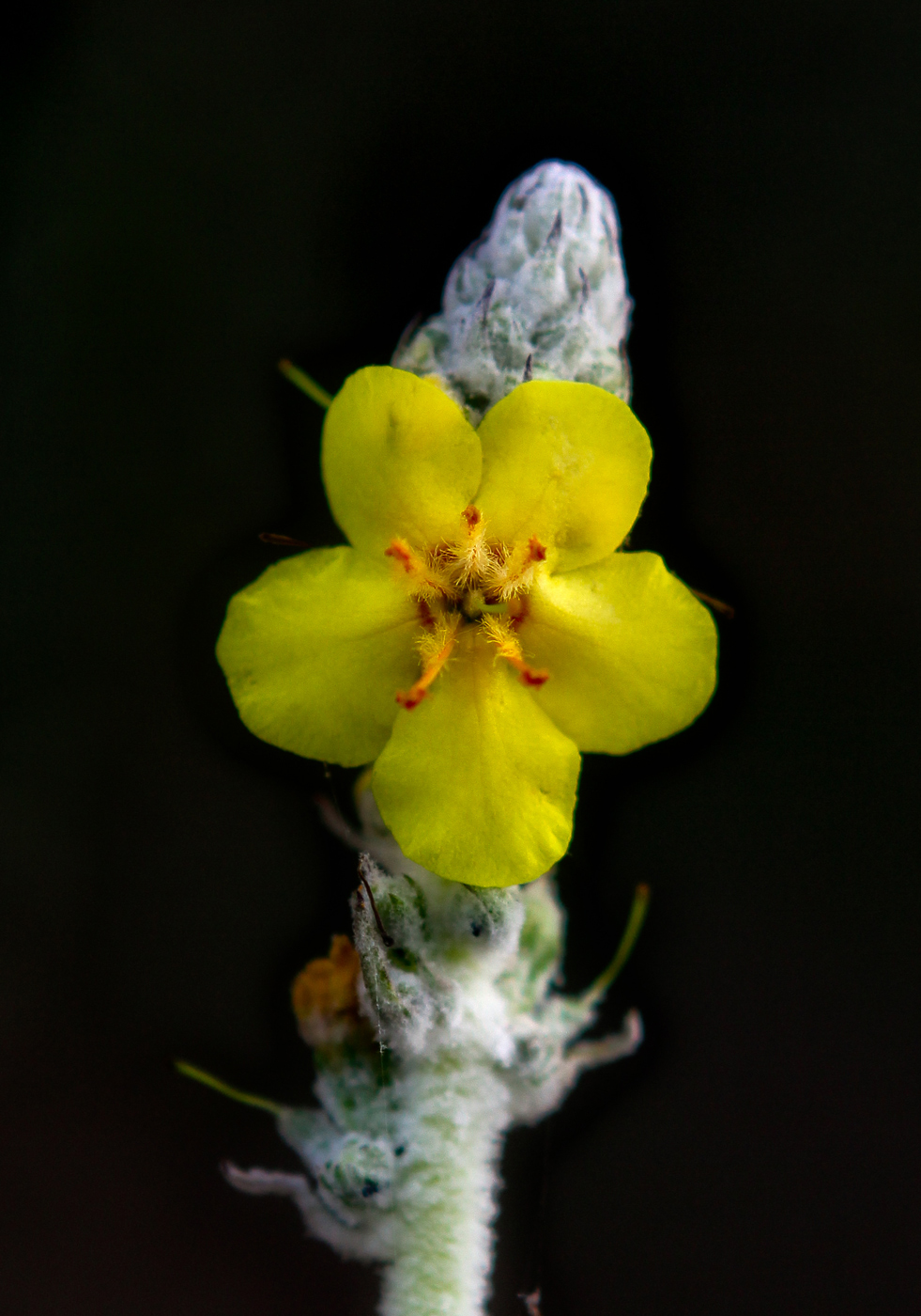 Изображение особи Verbascum gnaphalodes.