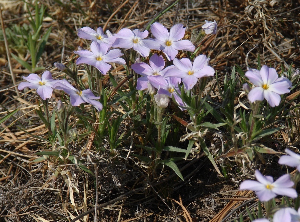 Изображение особи Phlox sibirica.