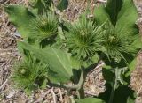 genus Arctium