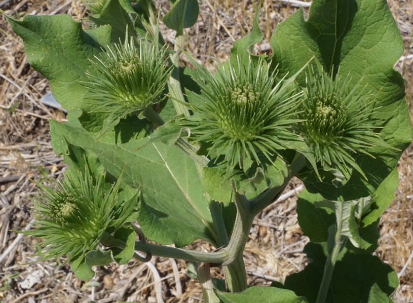 Изображение особи род Arctium.